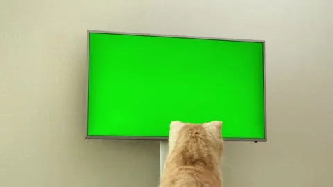Red Scottish fold cat sitting in front of TV with green screen Stock Footage 320776937