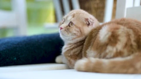Red Scottish fold kitten having rest on a sofa in a living room 스톡 동영상 255000066