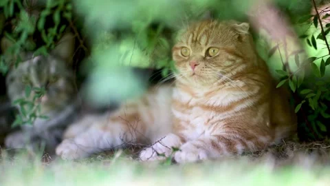 Red Scottish fold kitten resting in back yard in a bright summer day with friend 스톡 동영상 250575672