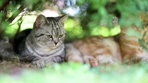 Red Scottish fold kitten resting in back yard in a bright summer day with friend 스톡 동영상 303639044