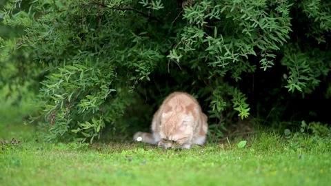 Red scottish fold kitten walking in a back yard in a bright summer day Stock Footage 248625575