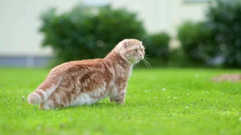 Red scottish fold kitten walking in a back yard in a bright summer day 스톡 동영상 248626479