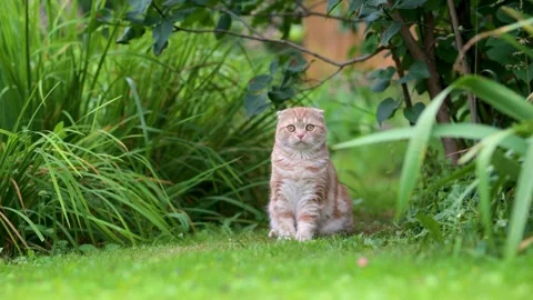 Red scottish fold kitten walking in a back yard in a bright summer day Видео 248770935
