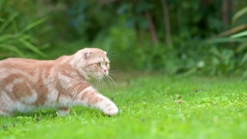 Red scottish fold kitten walking in a back yard in a bright summer day 스톡 동영상 249094651