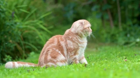 Red scottish fold kitten walking in a back yard in a bright summer day 스톡 동영상 249392041