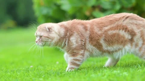 Red scottish fold kitten walking in a back yard in a bright summer day Stockbeeldmateriaal 249572219
