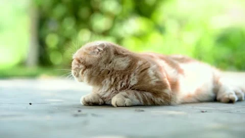 Red Scottish fold kitten walking in a back yard in a bright summer day Stock Footage 250575615