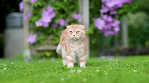 Red scottish fold kitten walking in a back yard on a bright summer day 스톡 동영상 251598357