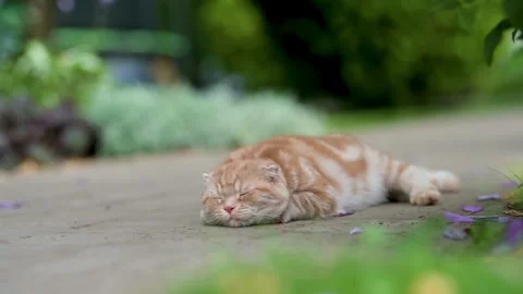 Red scottish fold kitten walking in a back yard on a bright summer day Stock Footage 252208733