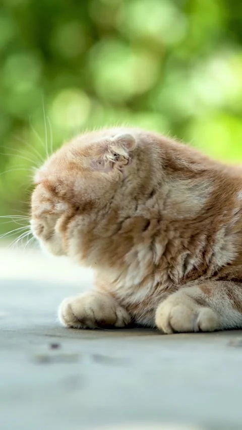 Red Scottish fold kitten walking in a back yard on a bright summer day. 스톡 동영상 313248058