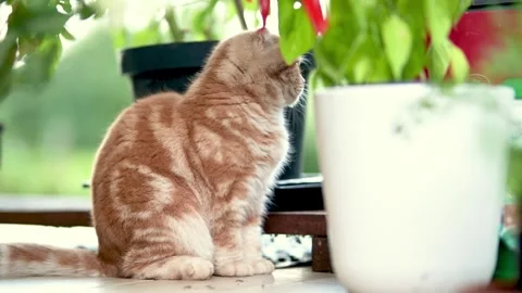 Red Scottish fold kitten walking in a back yard on a bright summer day. 스톡 동영상 313570987