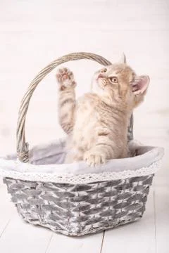 Red Scottish kitten is played while sitting in a basket. Thoroughbred cat. Pet Stock Photos