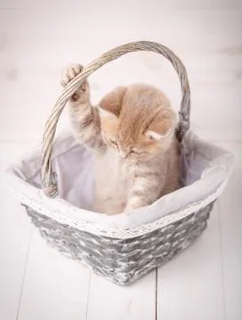 Red Scottish kitten is played while sitting in a basket. Thoroughbred cat. Pet Stock Photos