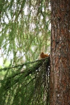 Red scottish squirrel perched on branch near tree trunk in dense forest Stock Photos