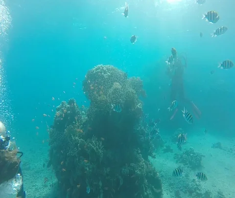 Red Sea 08 動画素材 111235549