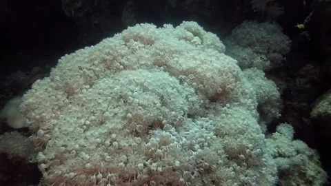 Red Sea anemon colony Stock-Footage 70844892