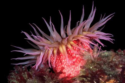 Red sea anemone Stock Photos