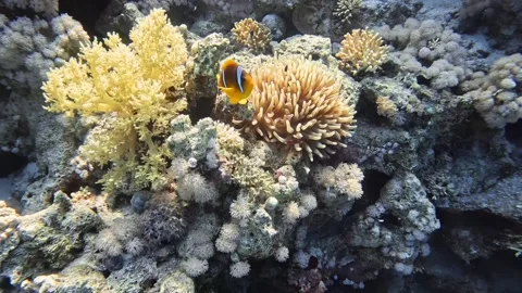 Red Sea Anemonefish Stock Footage 280062640