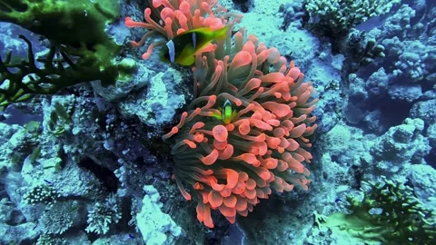 Red Sea Anemonefish Stock Footage 280681566