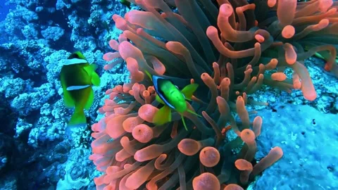 Red Sea Anemonefish Stock Footage 280682264