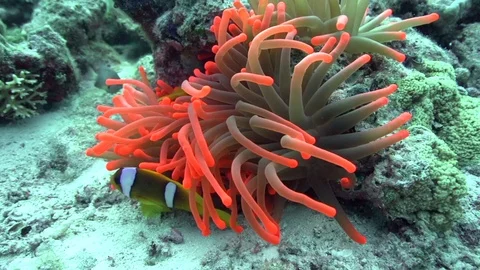 Red Sea anemonfish Stockbeeldmateriaal 78673418