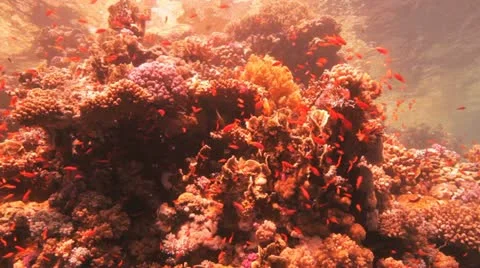 Red sea anthias Stock Footage 22642348