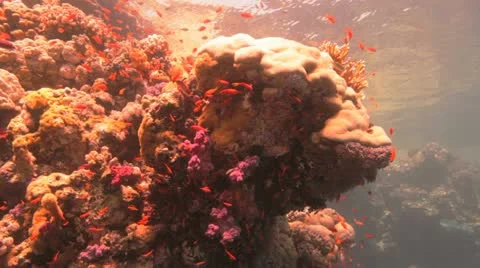 Red sea anthias 動画素材 22642362