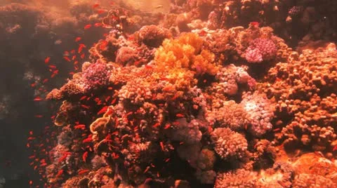 Red sea anthias 動画素材 22642378