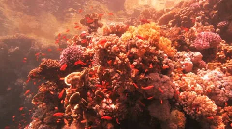 Red sea anthias Stock Footage 22642404