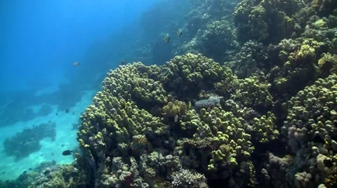 Red sea bannerfish Stock Footage 7730865