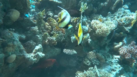 Red sea bannerfish Stock Footage 95483425