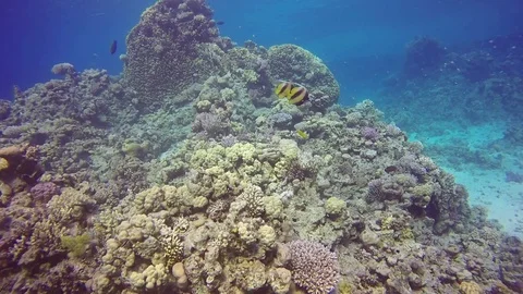 Red Sea Bannerfish Stock Footage 122736229