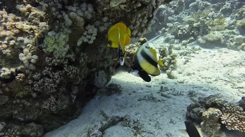 Red Sea Bannerfish Stock Footage 280062912