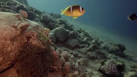 Red Sea bottom anemon fish amphiprion Stock-Footage 70904234