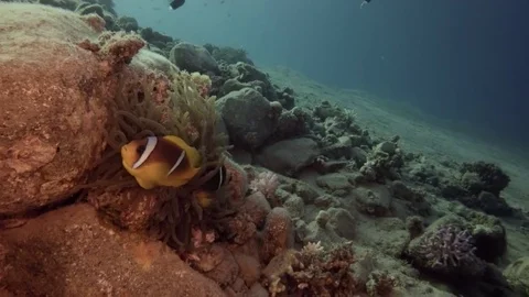 Red Sea bottom anemon fish amphiprion Stock-Footage 70912103