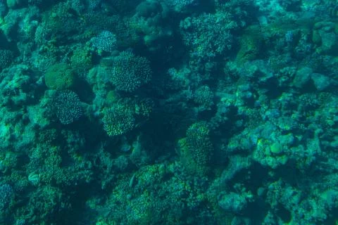 Red Sea Corals Stock Photos