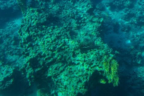 Red Sea Corals Stock Photos