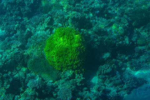 Red Sea Corals Stock Photos