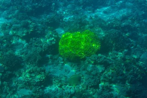 Red Sea Corals Stock Photos