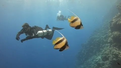 Red sea diving Stock-Footage 95642429