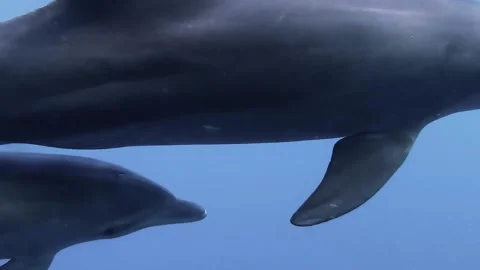 Red Sea Dolphins 2 Stock-Footage 226672078