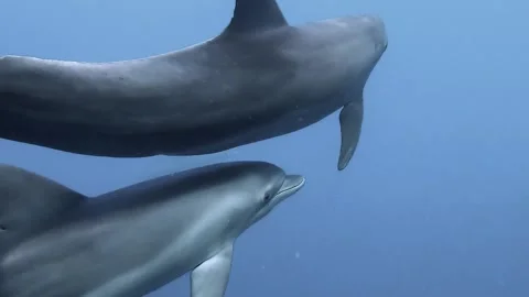 Red Sea Dolphins 3 Stock-Footage 226673038