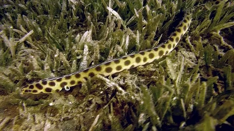 Red sea  Egypt Eel Myrichthys maculosus Dahab diving Stock-Footage 89940956