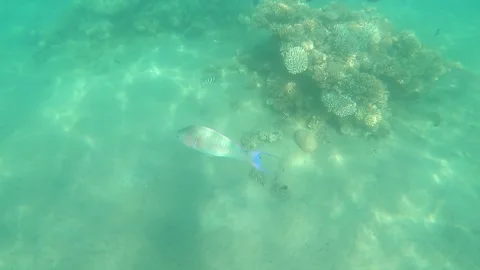 Red Sea Egypt Video stock 163452209