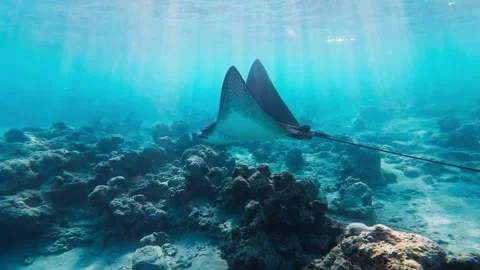 Red Sea Egypt ray glides over coral heads and sandy seabed in sunbeams Stock Footage 332133136