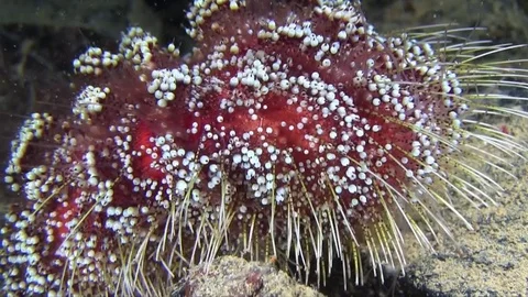 Red Sea Fire Urchin Stock Footage 78209954