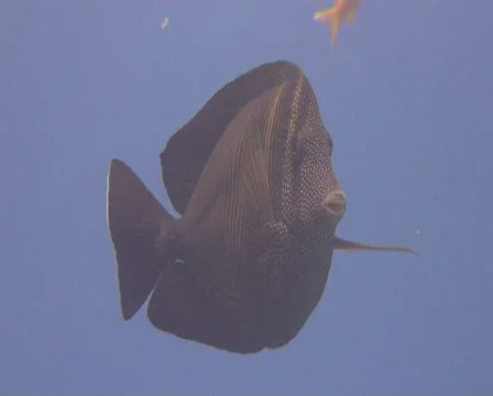 Red sea fish Stock Footage 30070419