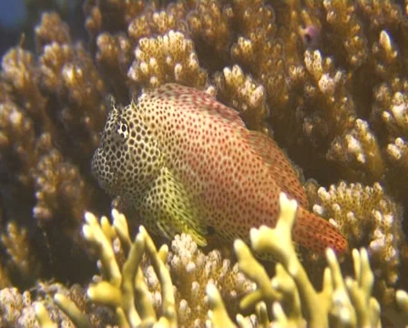 Red sea fish 動画素材 30129110