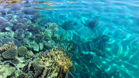 Red sea Stock Footage 74932578
