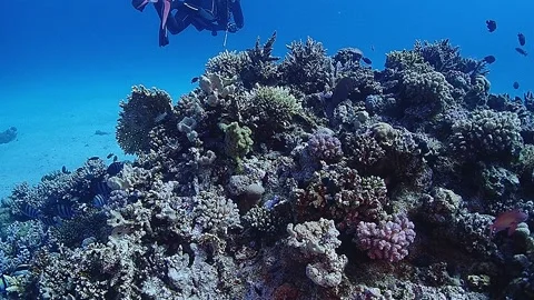 Red Sea Stock Footage 153461323